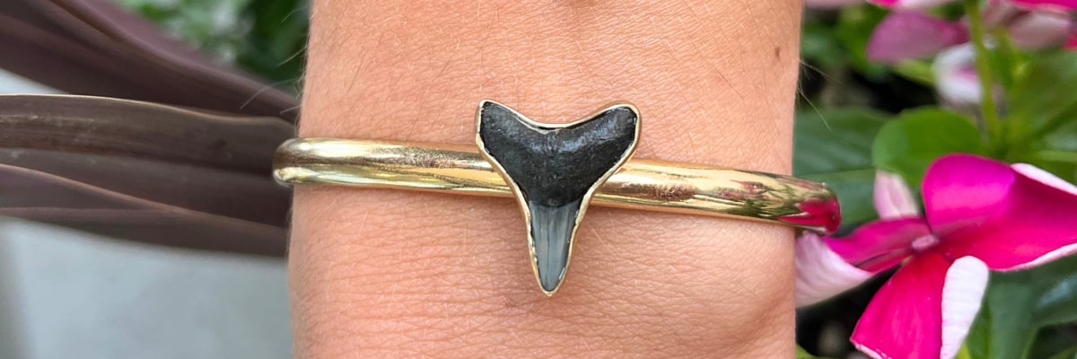 Shark Tooth Collection