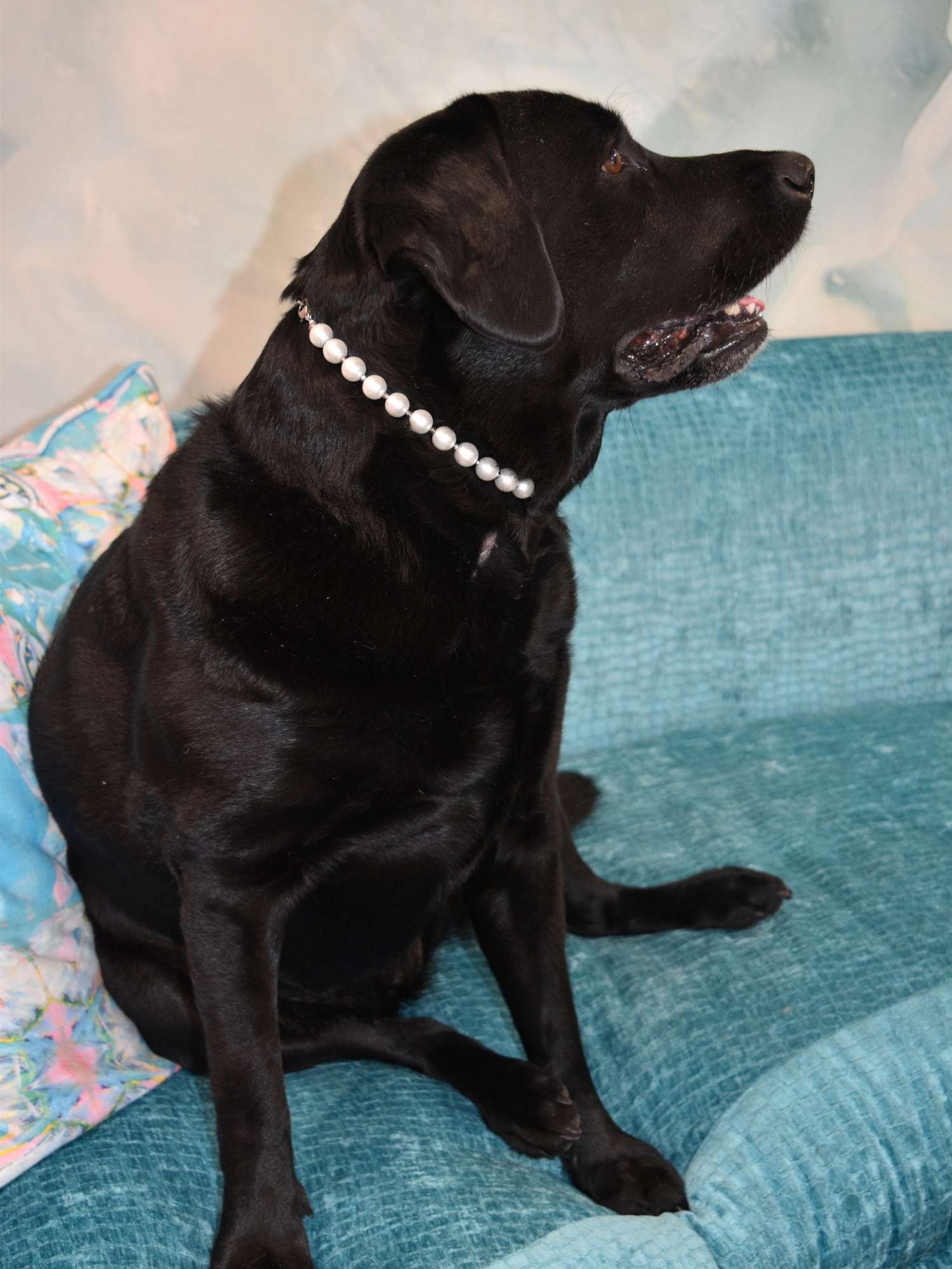 Pearl Dog Collar