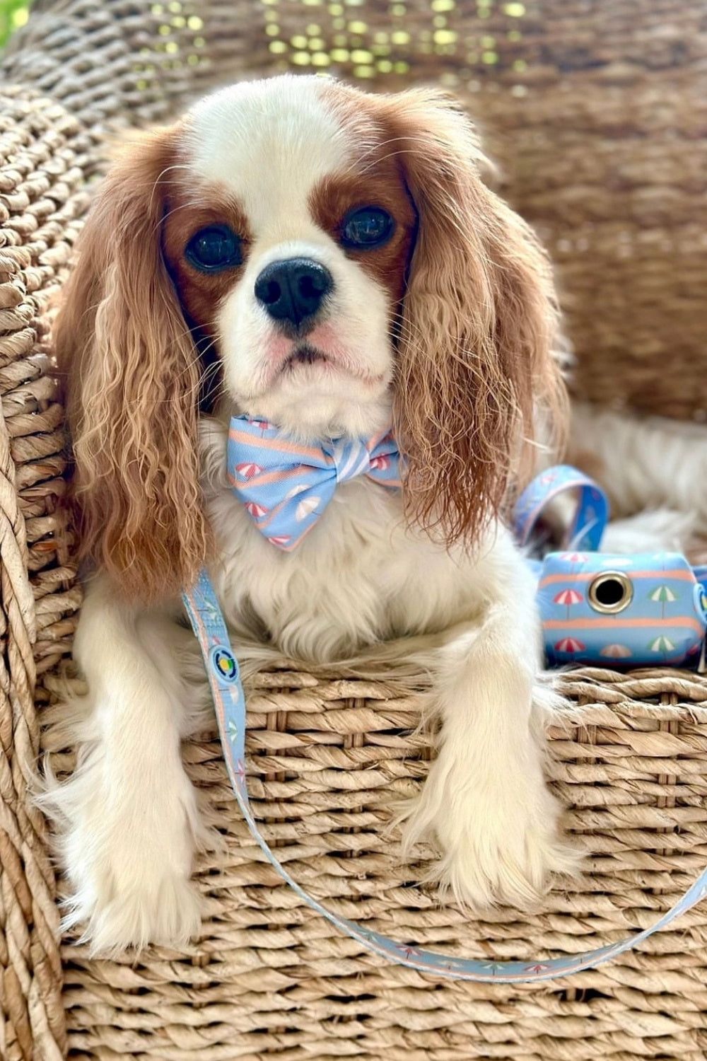 Sunshade Dog Collar