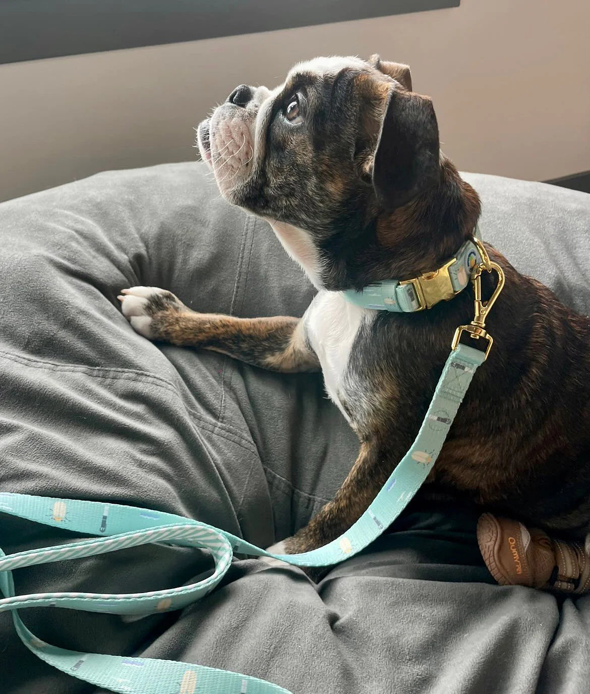 Sullivan's Island Dog Collar