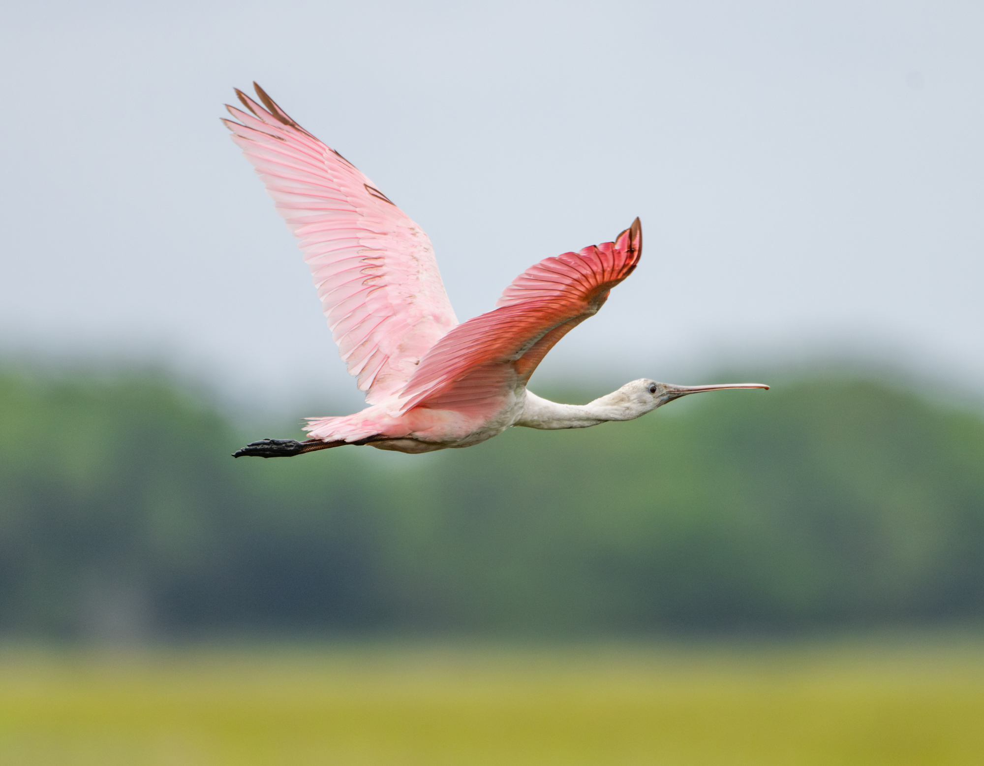 Lowcountry Life 2025 Wall Calendar