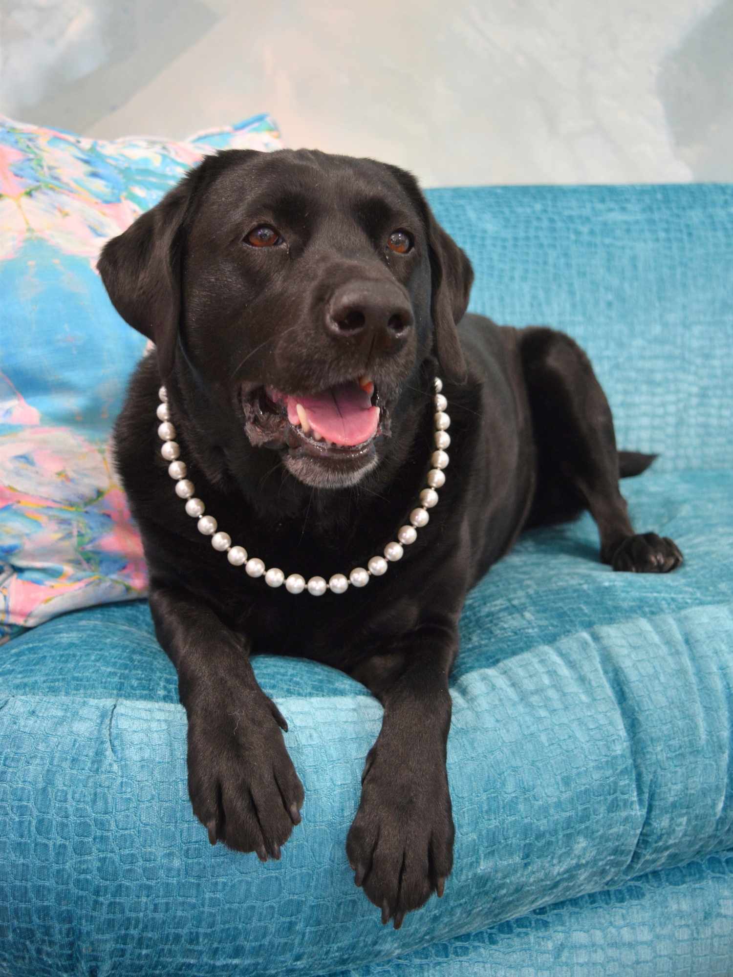 Pearl Dog Collar
