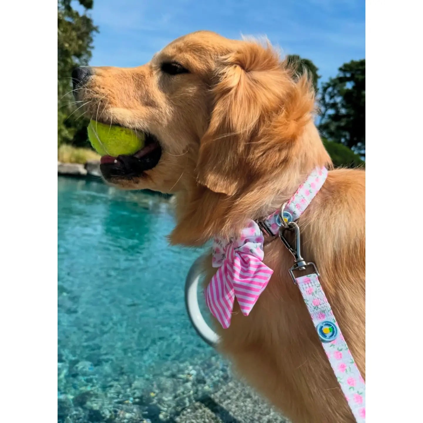 Pink Hydrangea Dog Collar