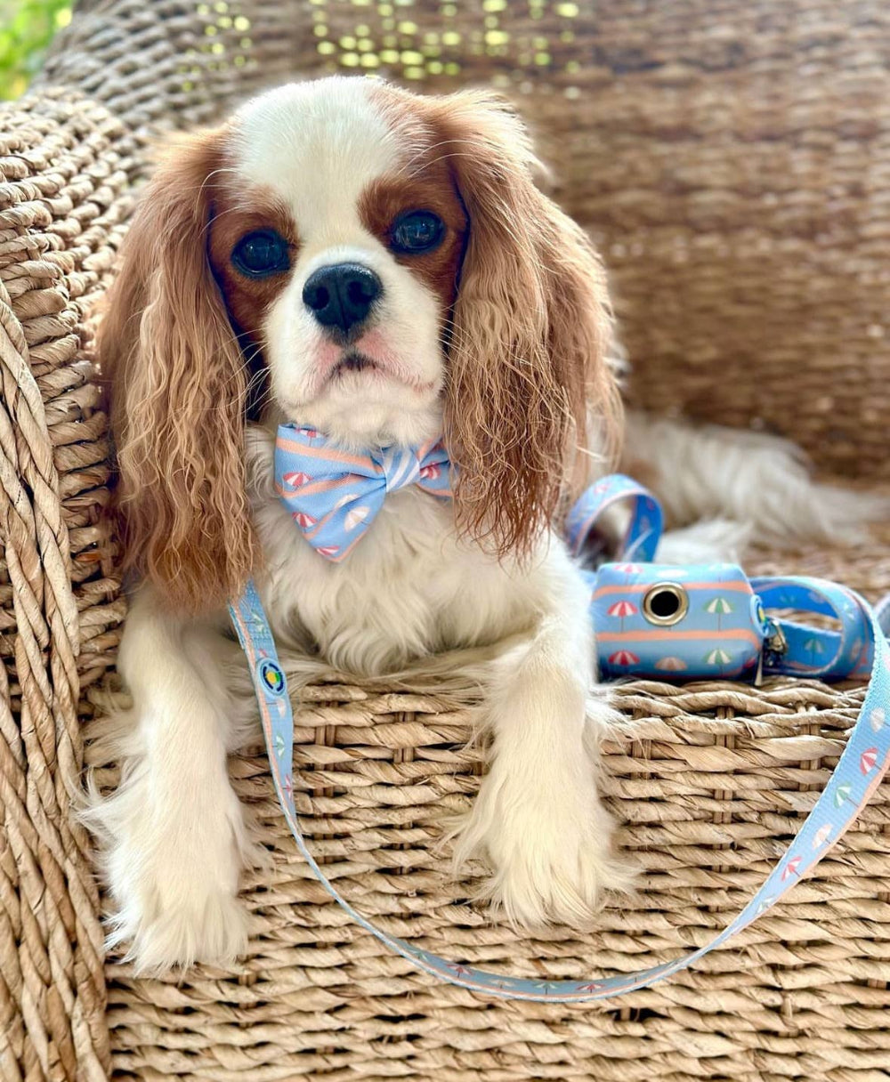 Dog with a Sunshade bow tie and leash sitting on a wicker chair