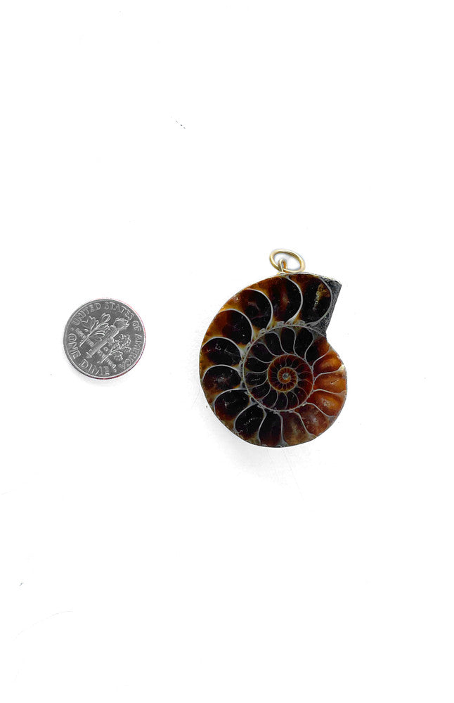 Ammonite Fossil Charm